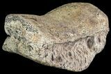 Ceratopsian Dinosaur Toe Bone - Alberta (Disposition #-) #71704-1